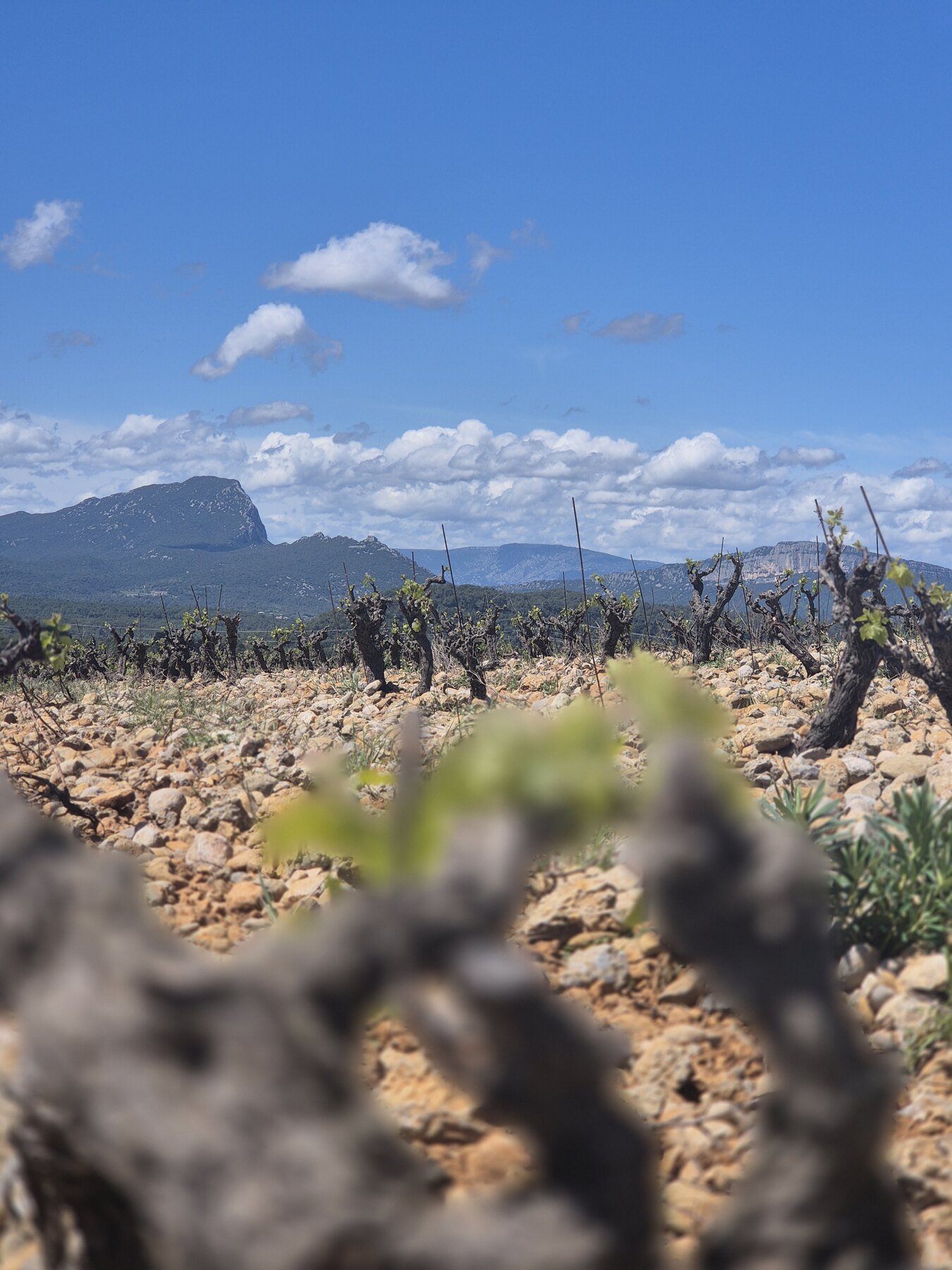 Domaine Belles Croix Robin