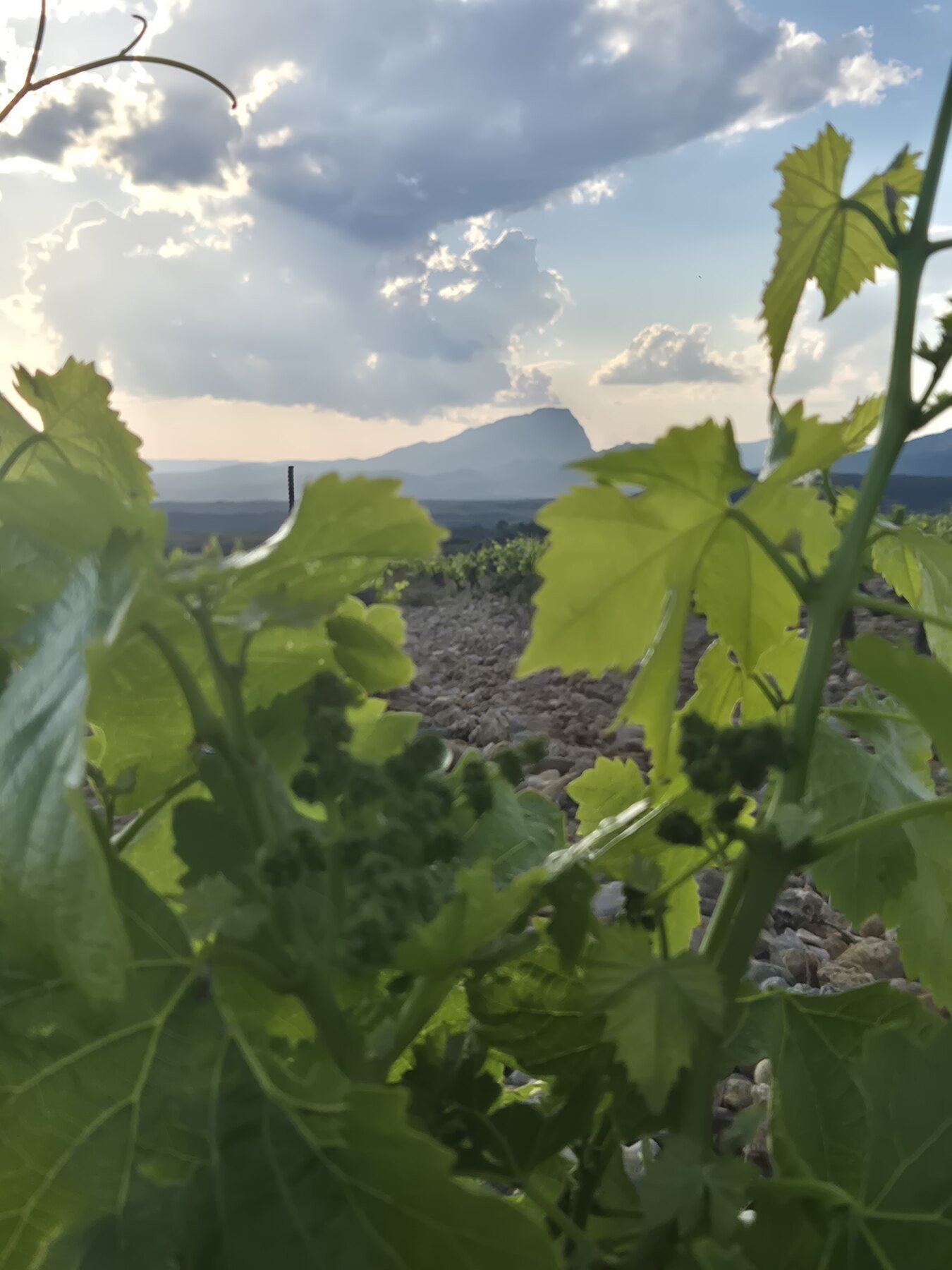 Domaine Belles Croix Robin
