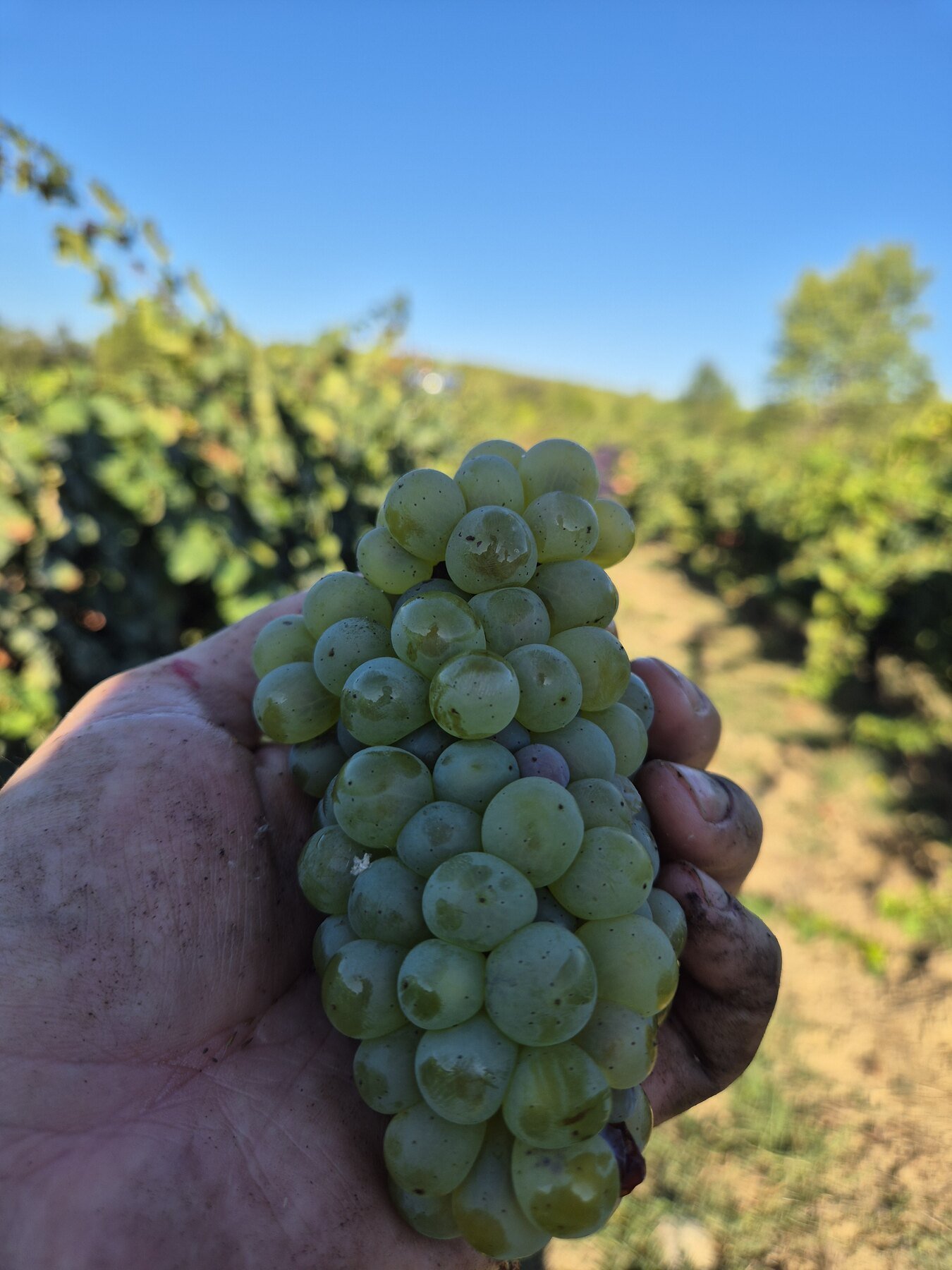 Domaine Belles Croix Robin